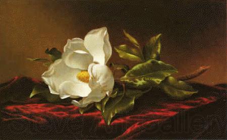 Martin Johnson Heade Magnolia f Norge oil painting art